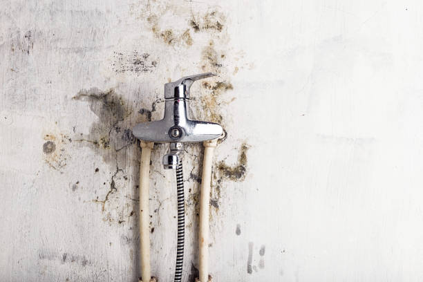 Best Basement Mold Remediation in Unionville, MO