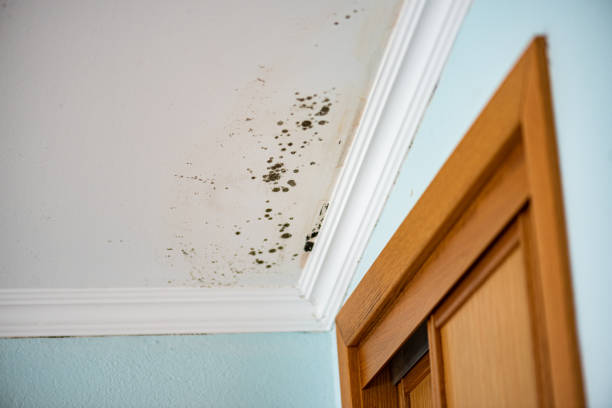Best Commercial Mold Remediation in Unionville, MO