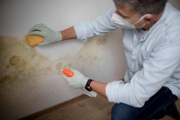 Best HVAC Mold Remediation in Unionville, MO