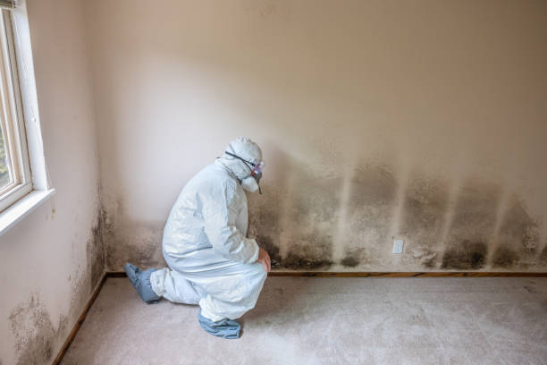 Best White Mold Remediation in Unionville, MO