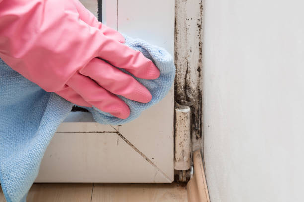 Best Mold Remediation for Specific Building Types in Unionville, MO