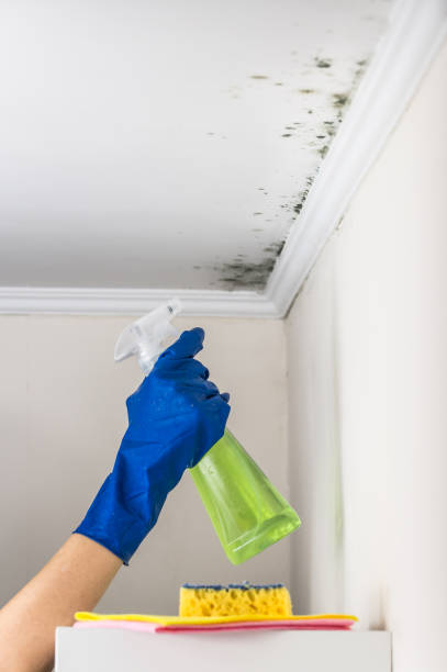Best Attic Mold Remediation in Unionville, MO